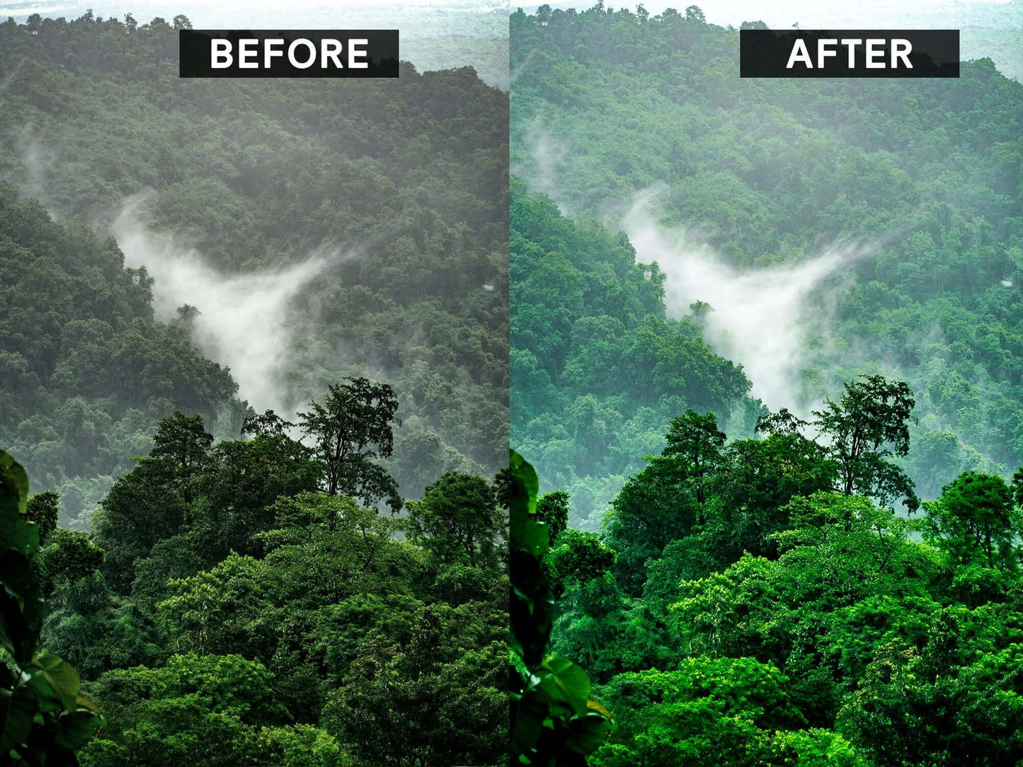 Lightroom Presets - Rainforest - A Tropical Misty Theme - The Pigeon Letters